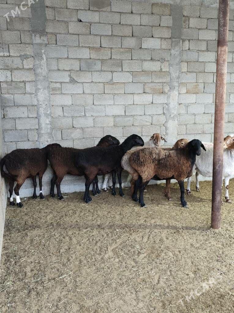 GÌSAR GOÝUNAR - Анев - img 7