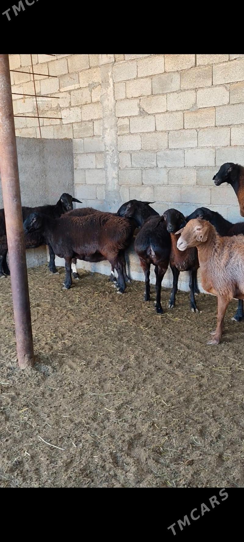 GÌSAR GOÝUNAR - Анев - img 4