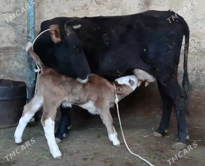 Goleli sygyr - Aşgabat - img 4