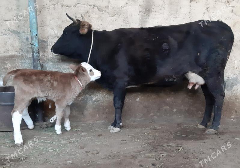 Goleli sygyr - Aşgabat - img 3