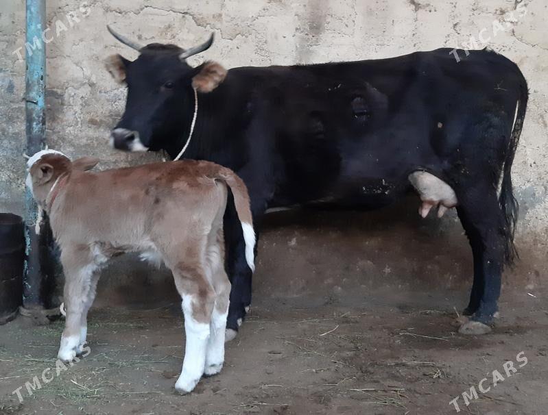 Goleli sygyr - Aşgabat - img 1