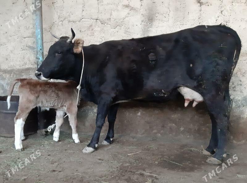 Goleli sygyr - Aşgabat - img 5