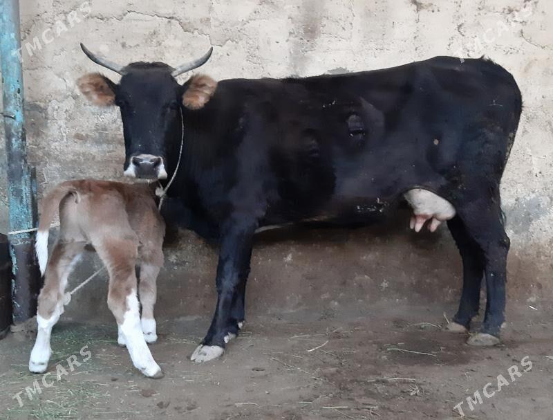 Goleli sygyr - Aşgabat - img 2