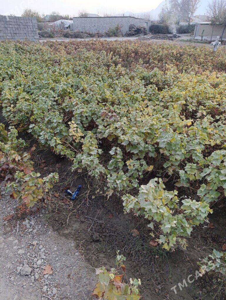 üzüm nahal - Гёкдепе - img 3