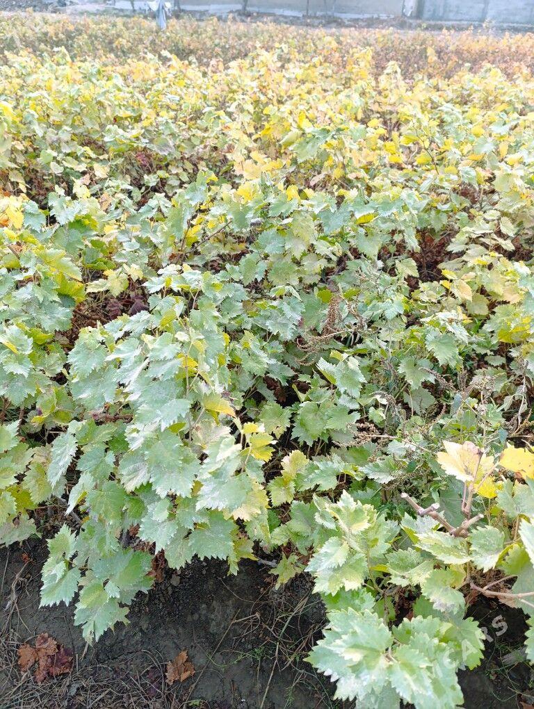 üzüm nahal - Гёкдепе - img 5