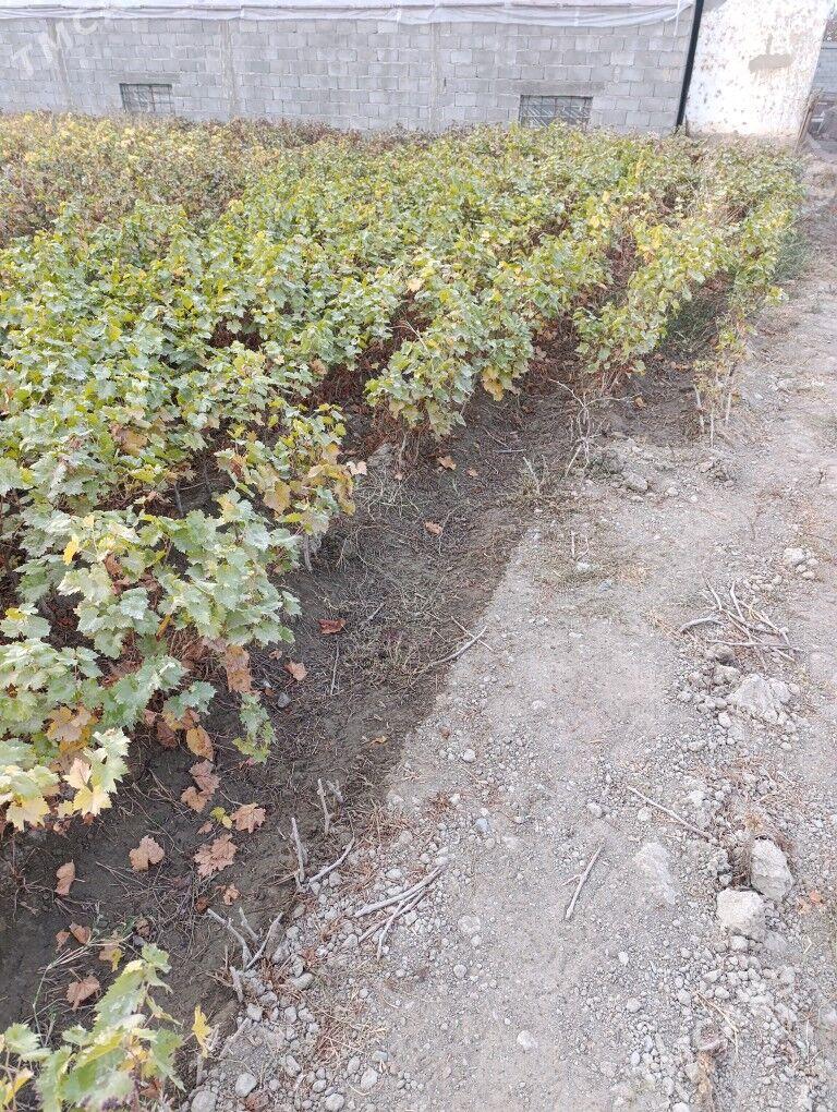 üzüm nahal - Гёкдепе - img 4