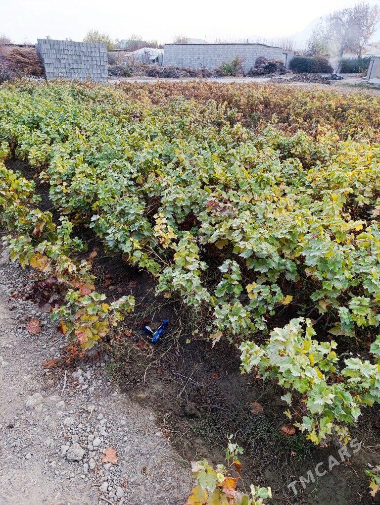 üzüm nahal - Гёкдепе - img 2