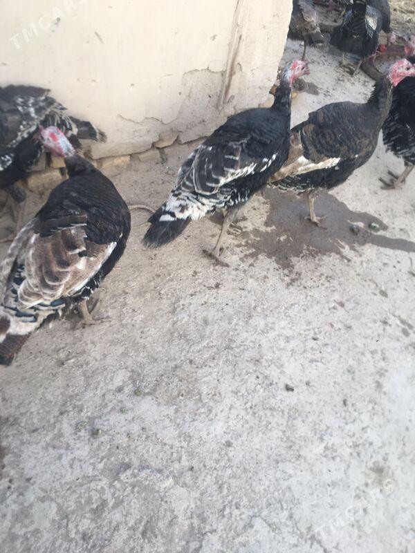 induk - Шабатский этрап - img 2