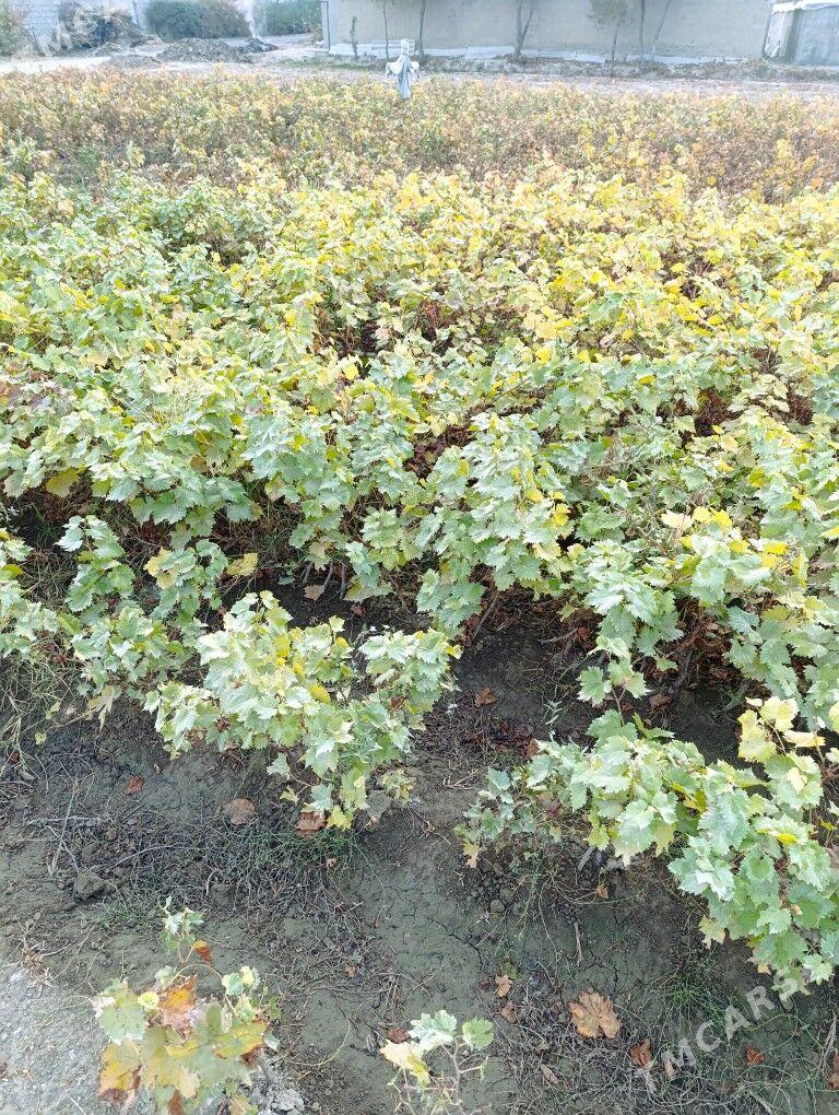 üzüm nahal - Гёкдепе - img 6