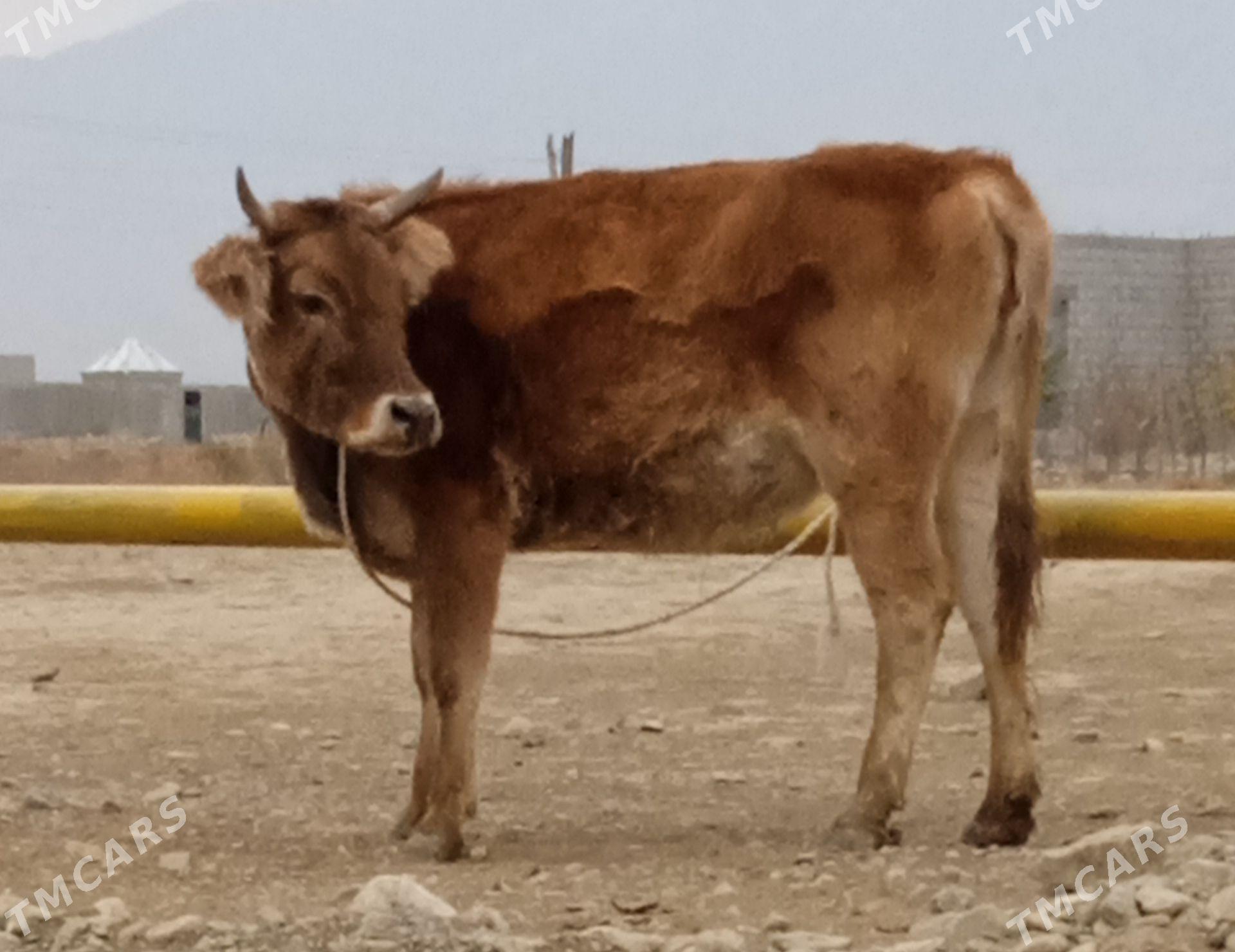 bogaz tuwe - Бахарден - img 1