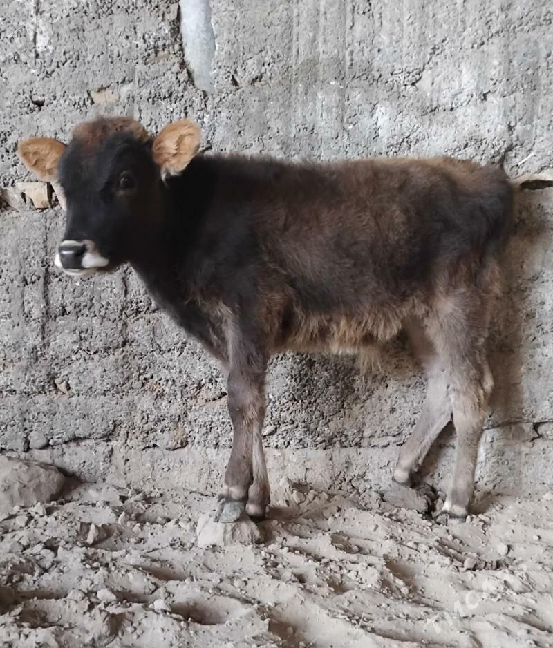 3 SANY ŠWES OKUZ - Büzmeýin - img 1