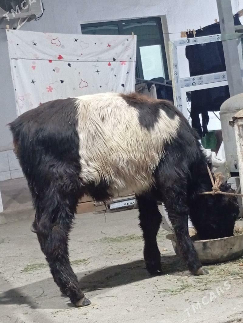 okuz - Hitrowka - img 2