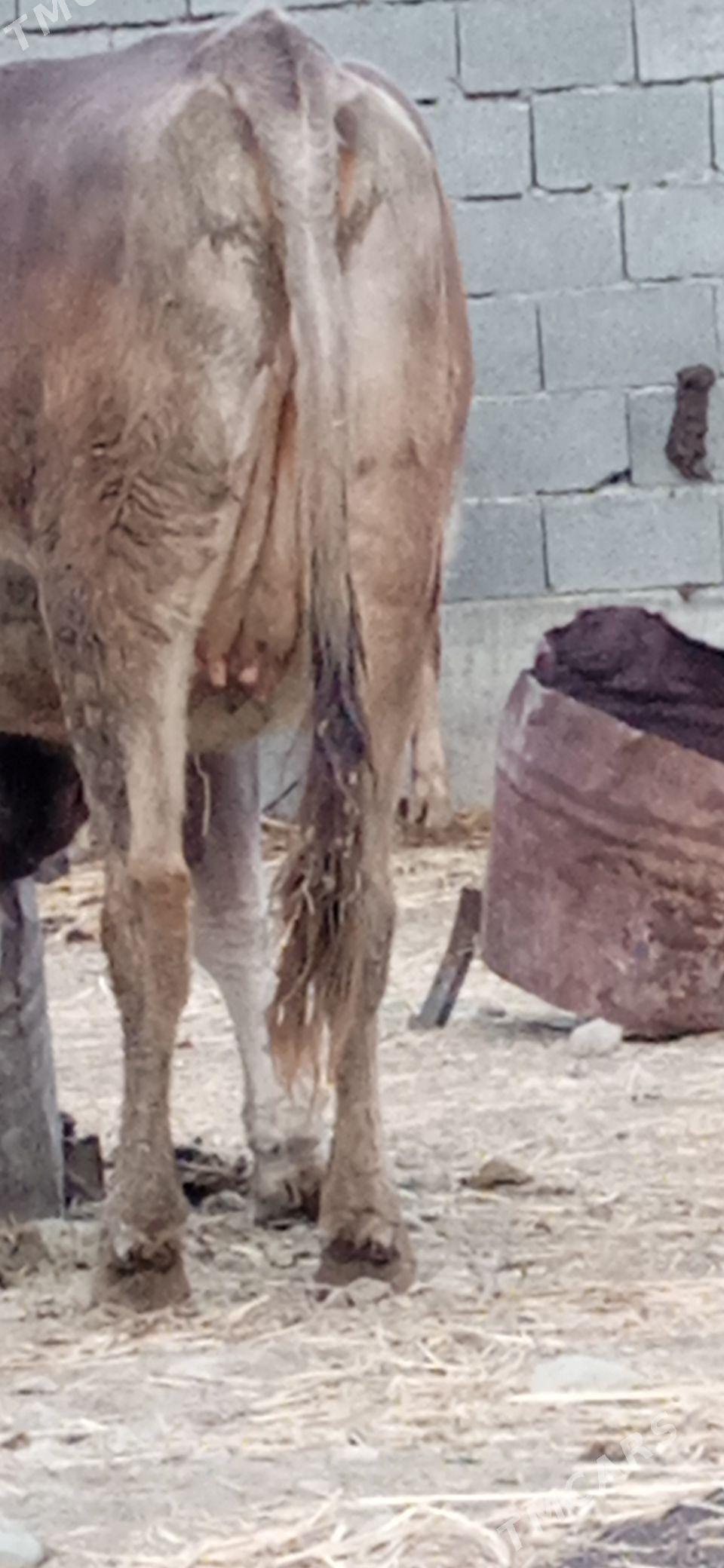 boğaz sygyr - Bäherden - img 4