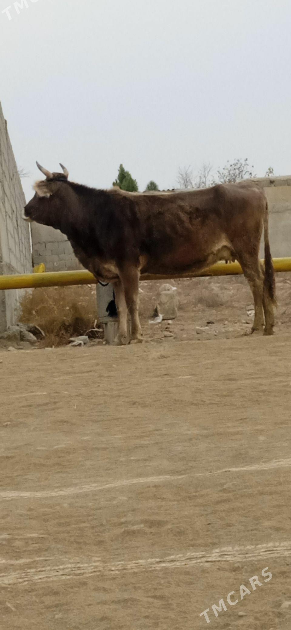 boğaz sygyr - Bäherden - img 2