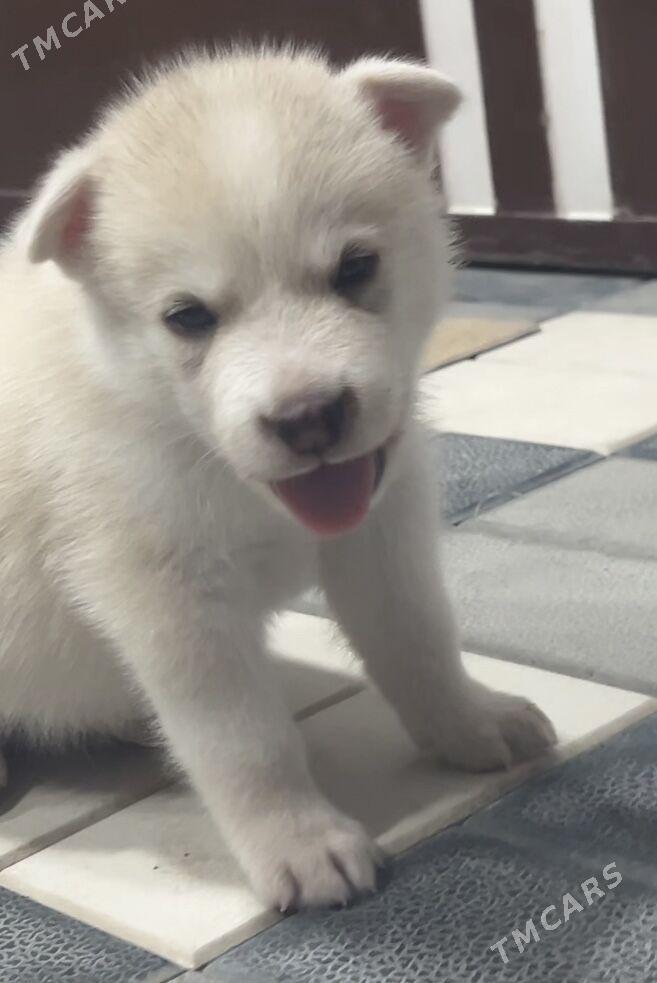 хаски - Mary - img 4