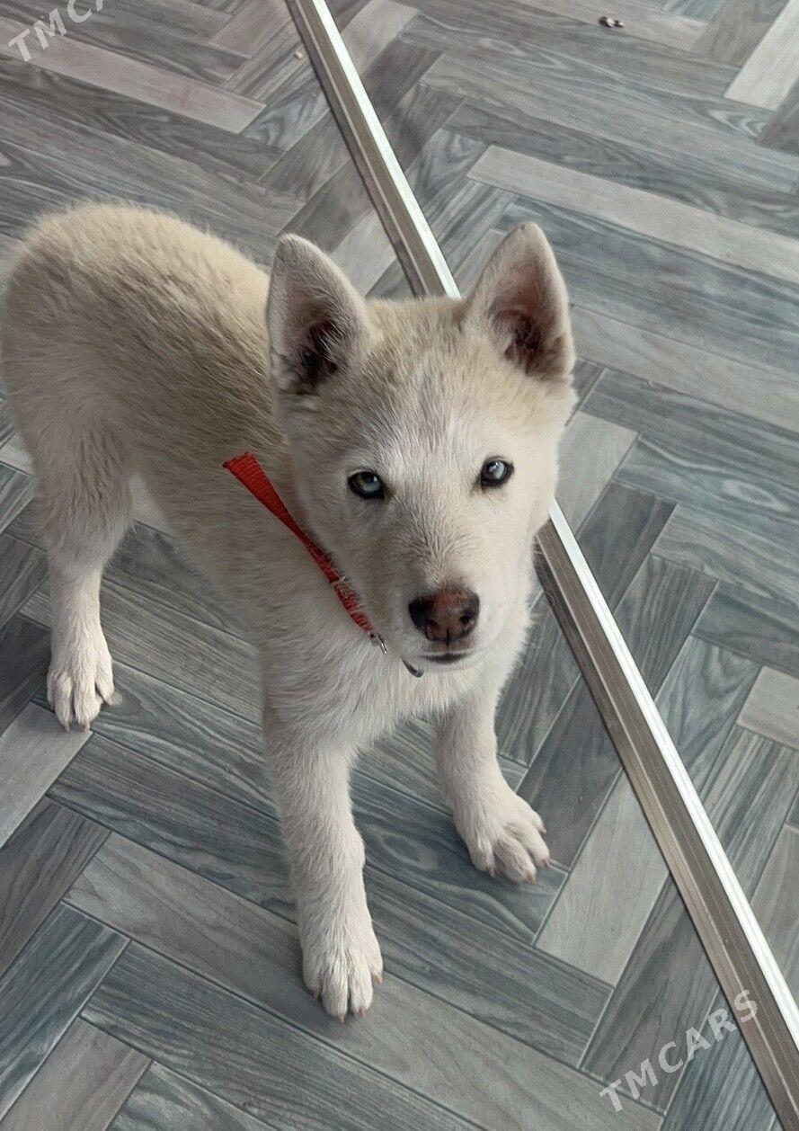 хаски - Mary - img 1