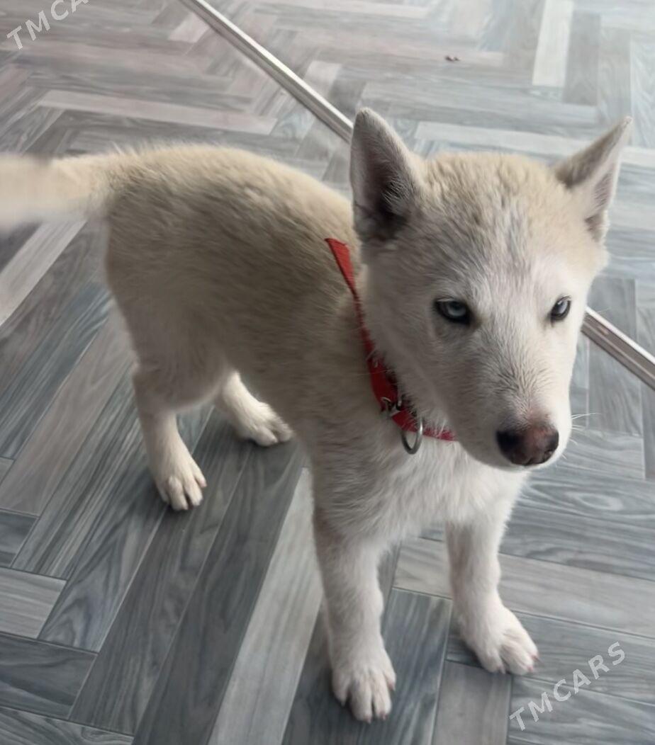 хаски - Mary - img 2