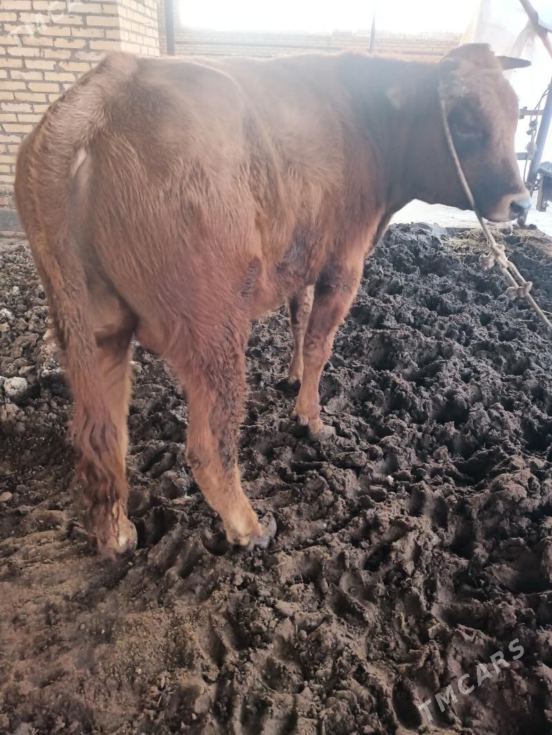 öküz - Çärjew - img 2