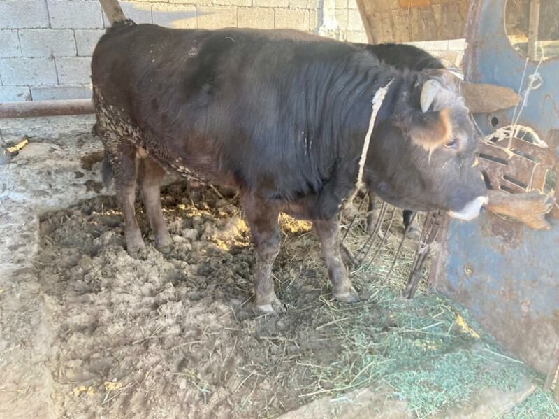 Okuz Swesh - Гёкдепе - img 3