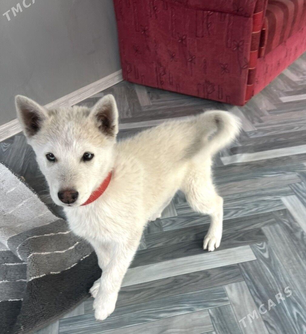 хаски - Mary - img 5