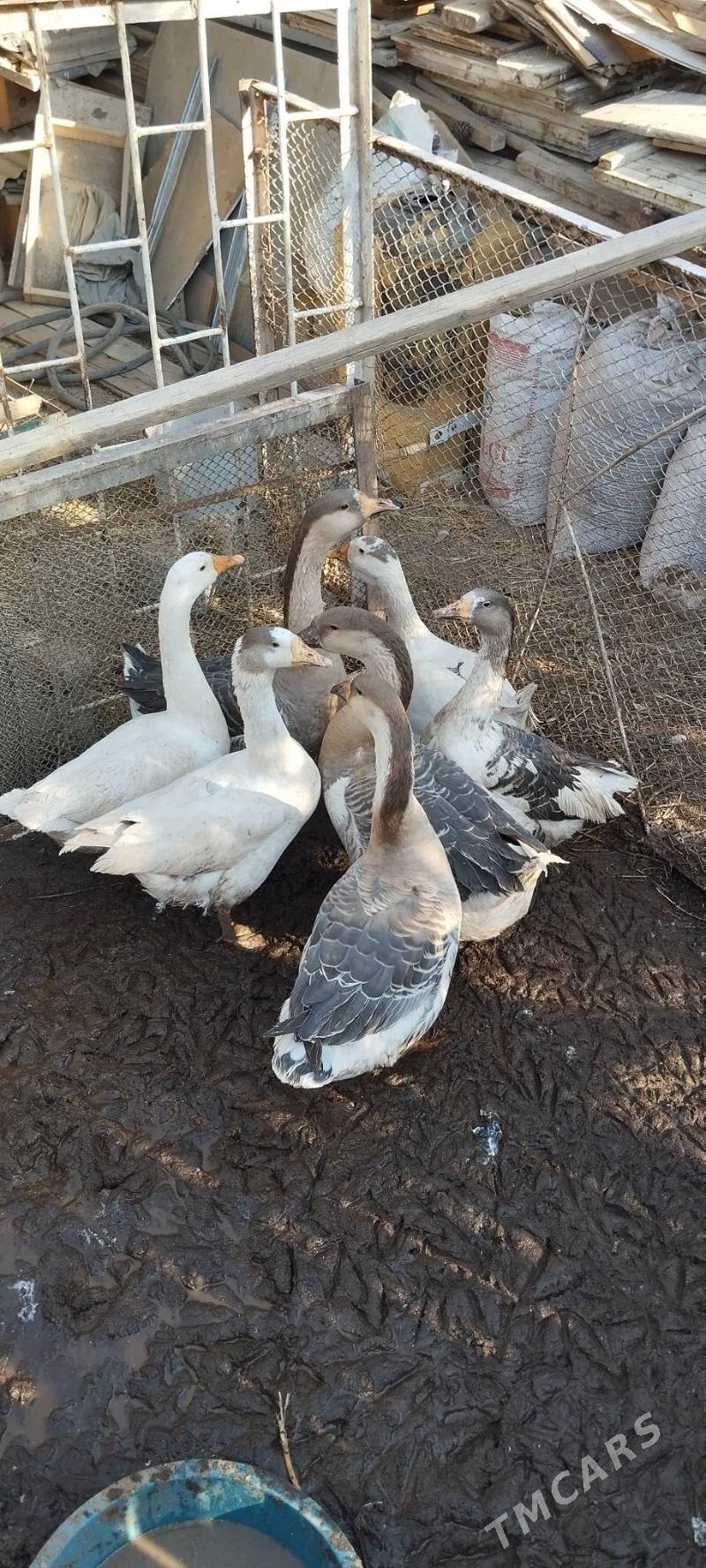 Gus Martin original 6 sany - Багир - img 1