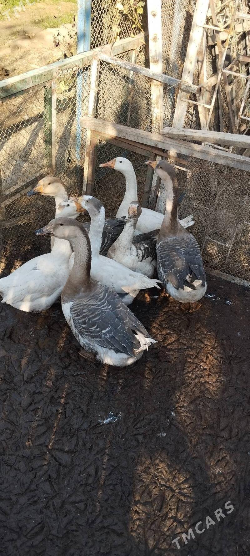 Gus Martin original  6 sany - Багир - img 5