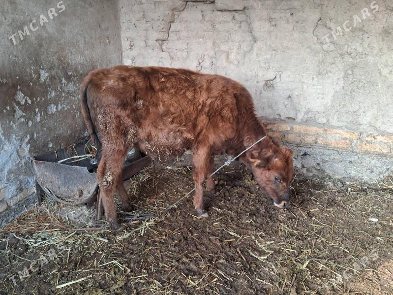 окизче - Туркменабат - img 2