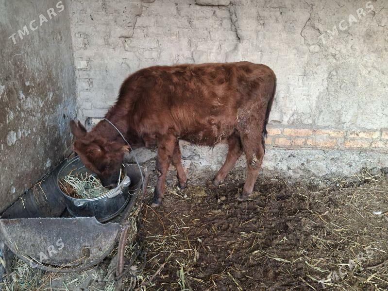 окизче - Туркменабат - img 3