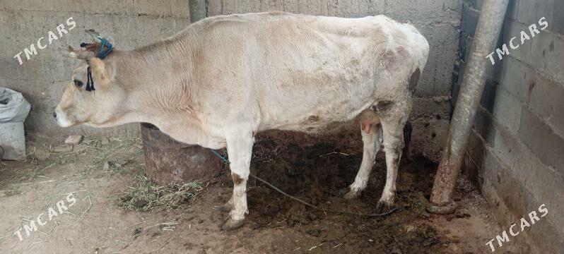 sygyr - Херрикгала - img 2