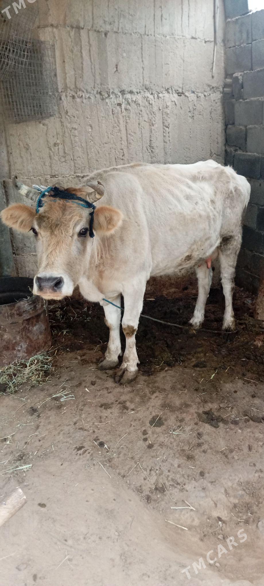 sygyr - Херрикгала - img 3