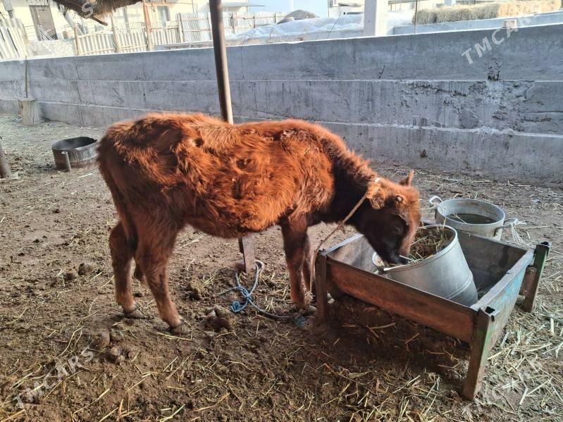 унажын - Туркменабат - img 2