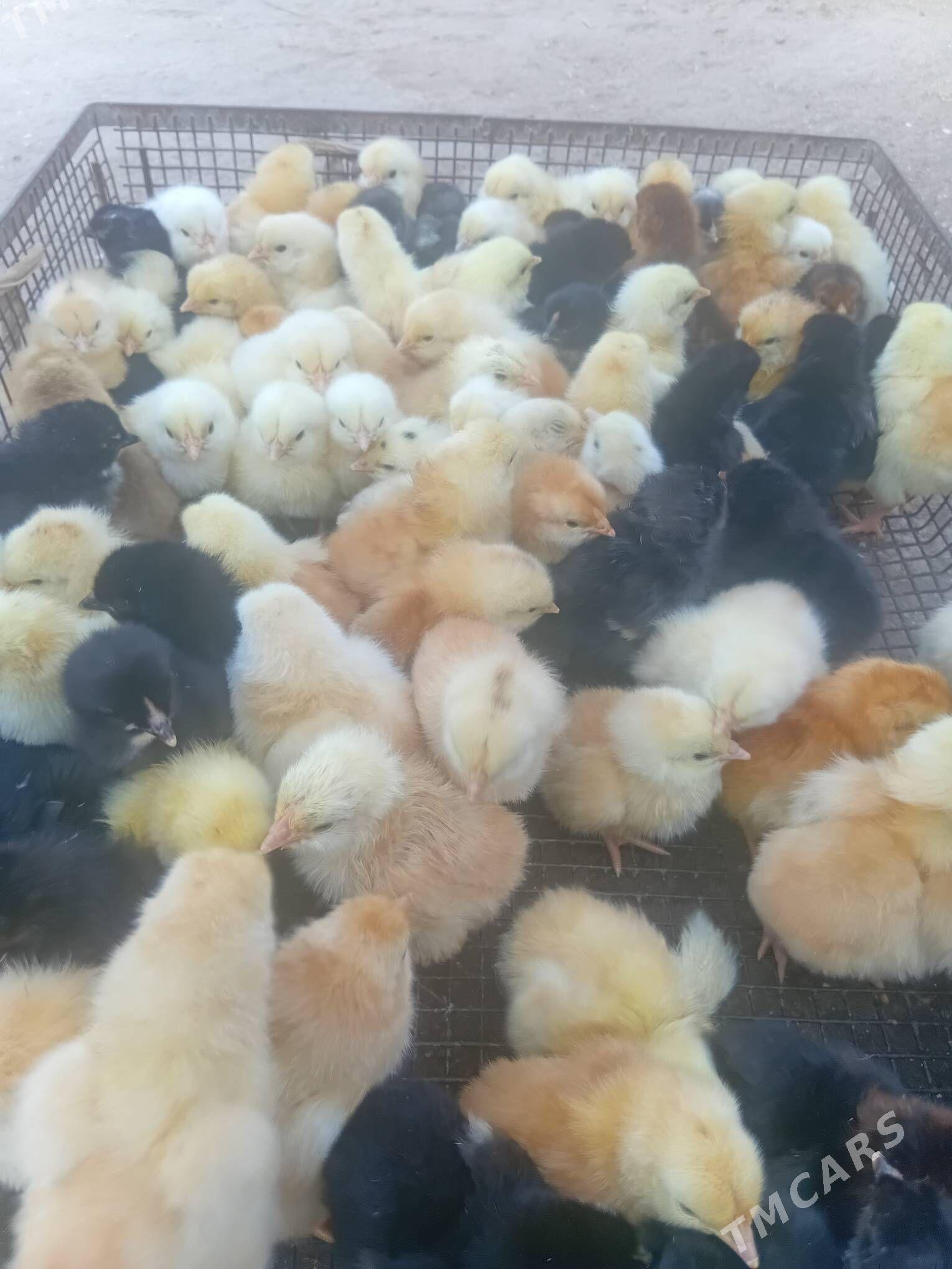 towuk juyje жуже - Дашогуз - img 2