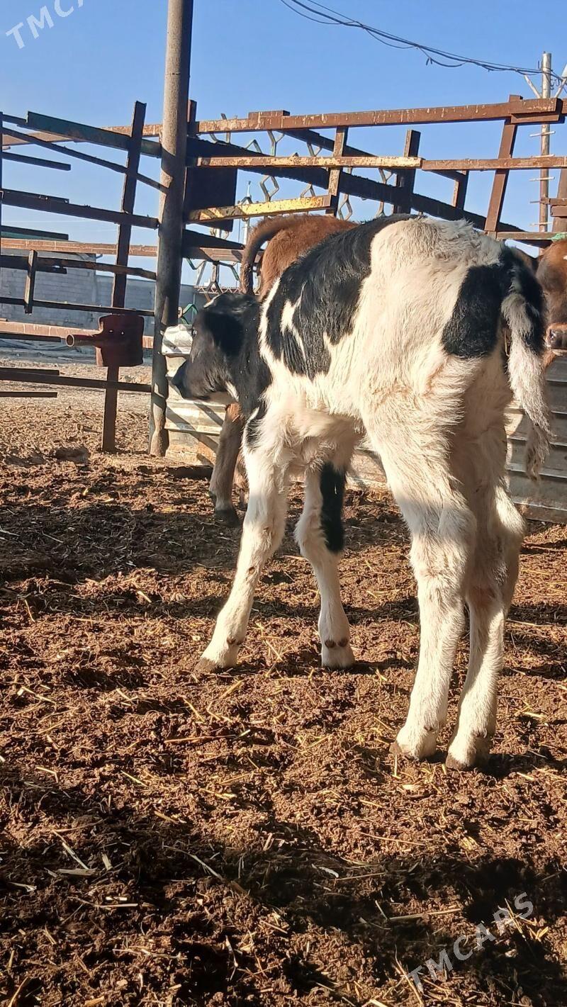 goleli sygyr - Änew - img 4