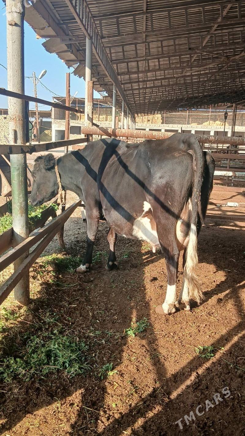 goleli sygyr - Änew - img 3