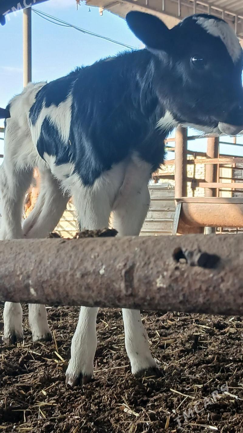 goleli sygyr - Änew - img 9