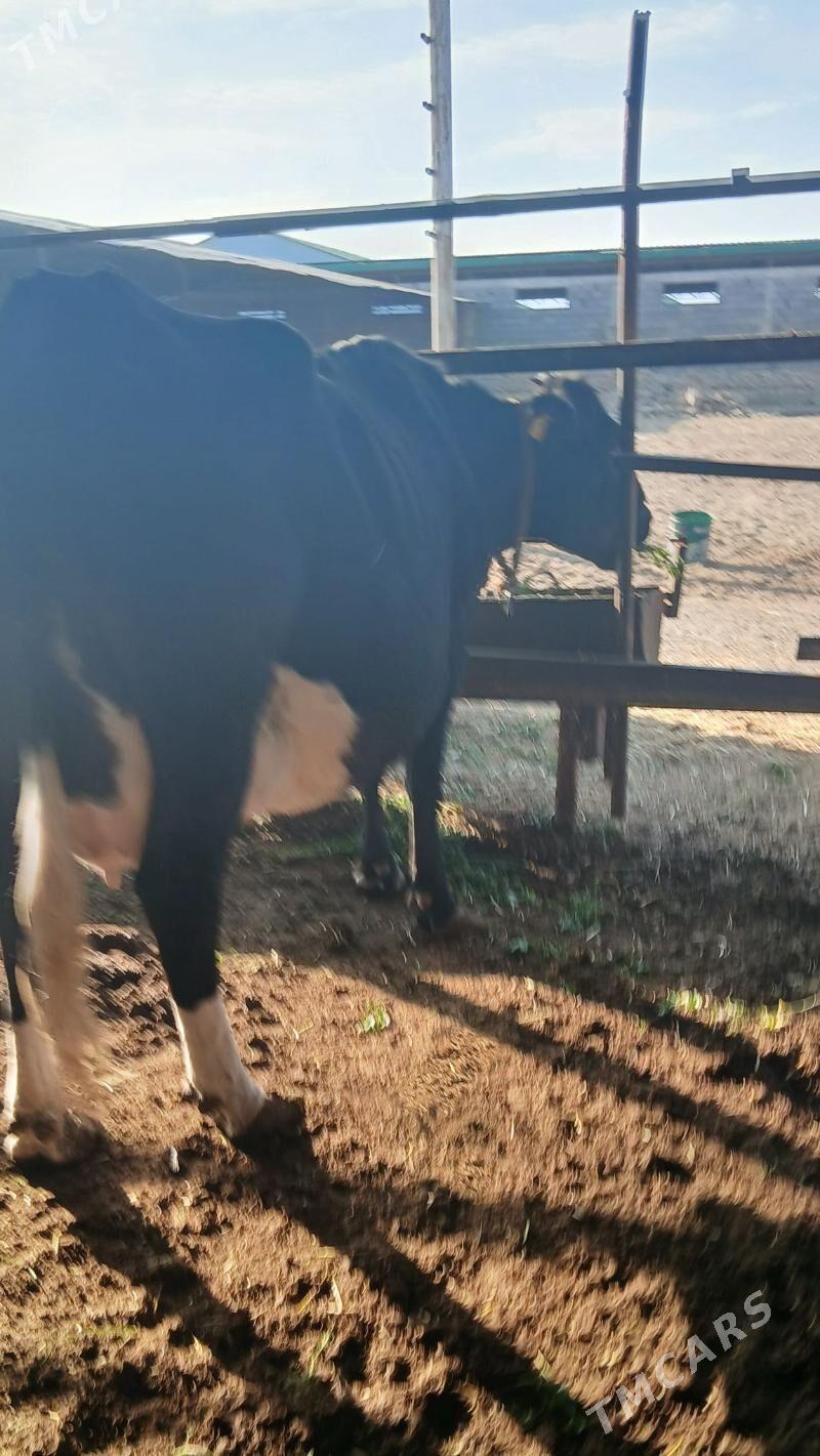 goleli sygyr - Änew - img 2