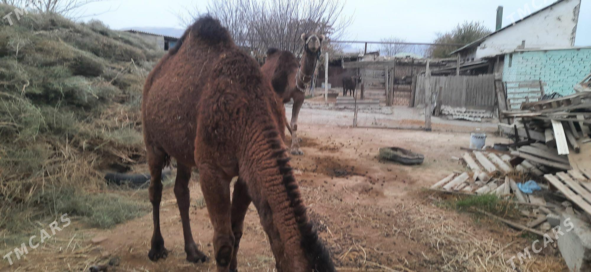 Düýeler - Ак-Бугдайский этрап - img 3