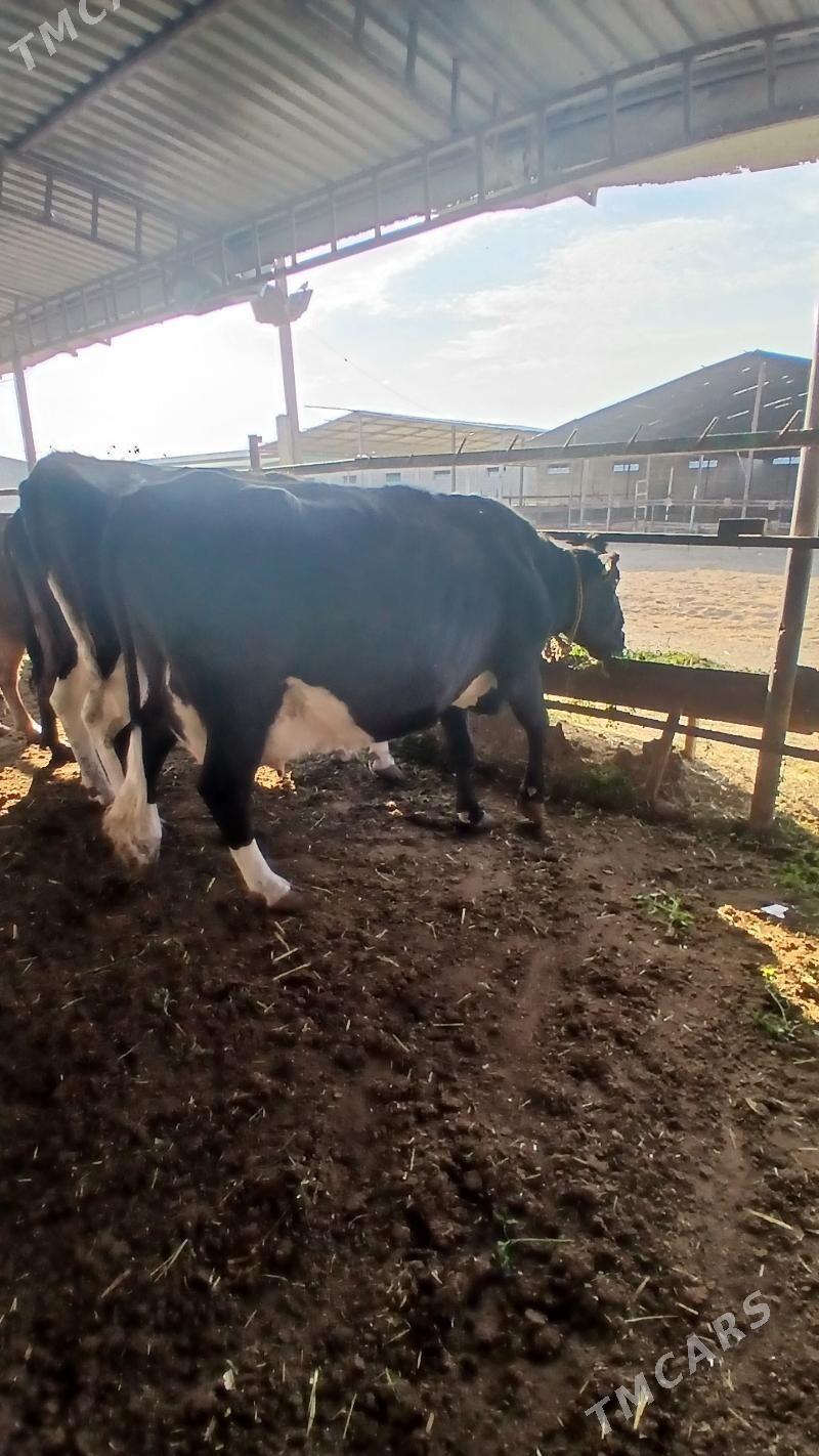 goleli sygyr - Änew - img 10