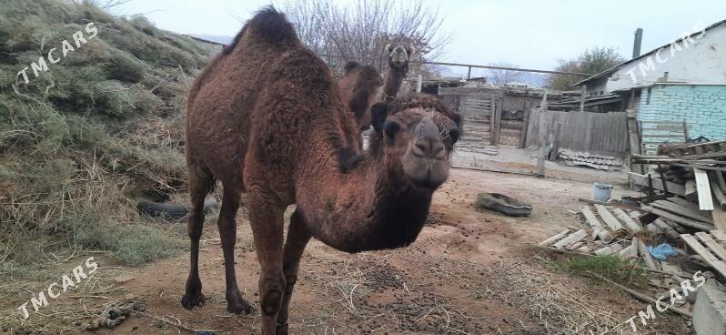 Düýeler - Ак-Бугдайский этрап - img 2