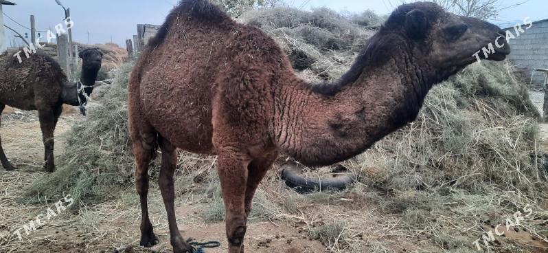 Düýeler - Ак-Бугдайский этрап - img 4