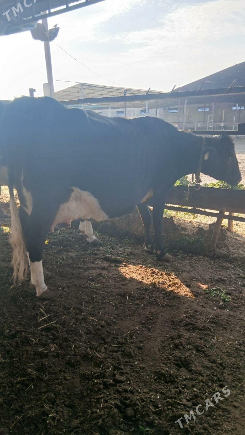 goleli sygyr - Änew - img 7