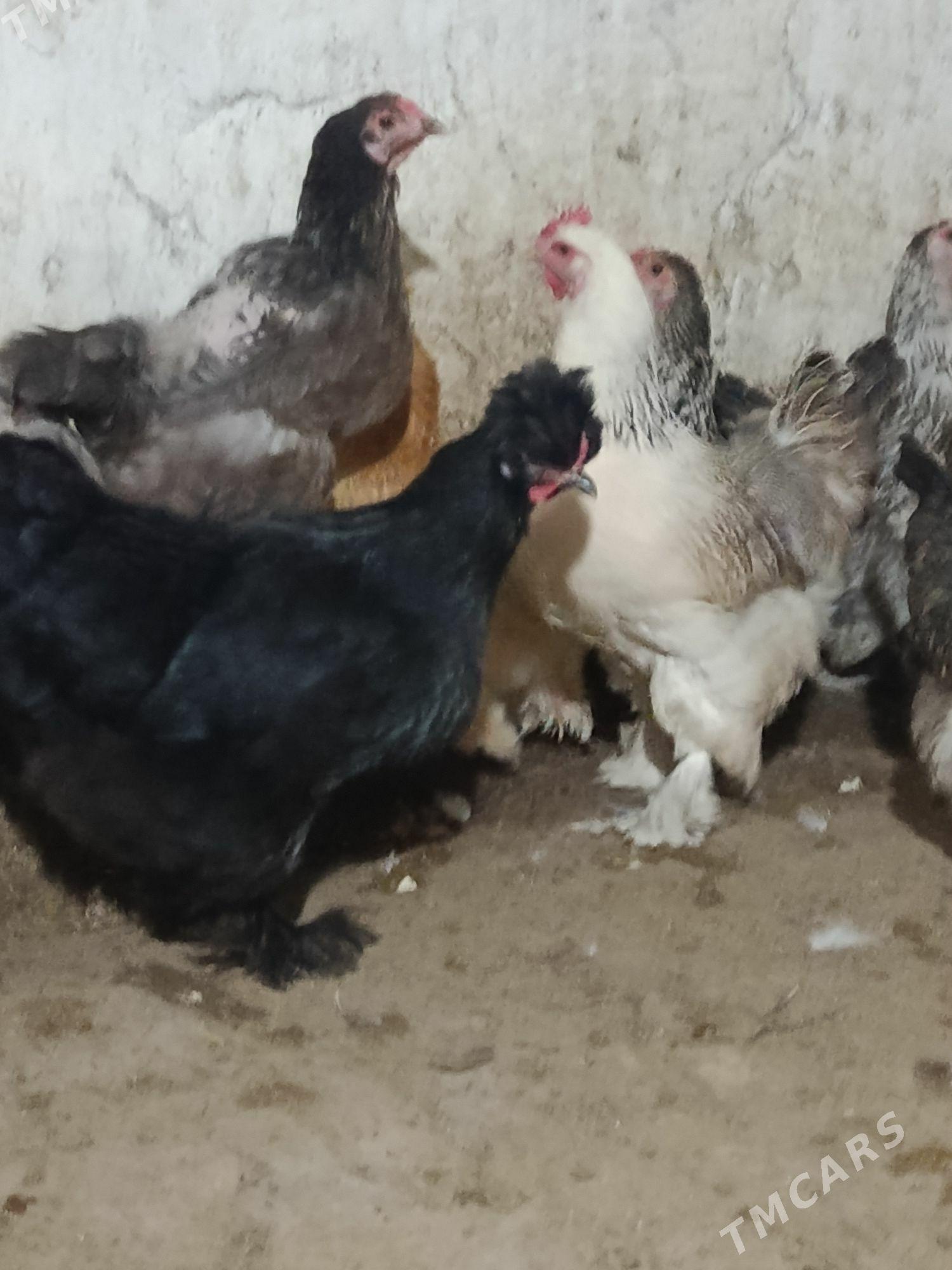 balgar jyuje - Анев - img 6