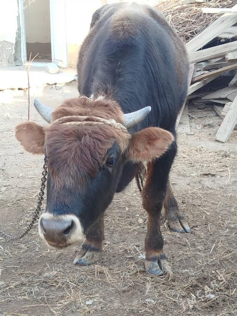 OKUZ - Herrikgala - img 1