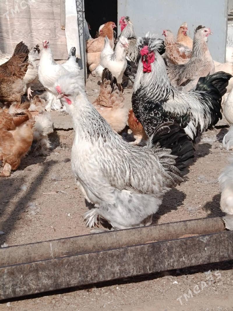 balgar jyuje - Анев - img 5