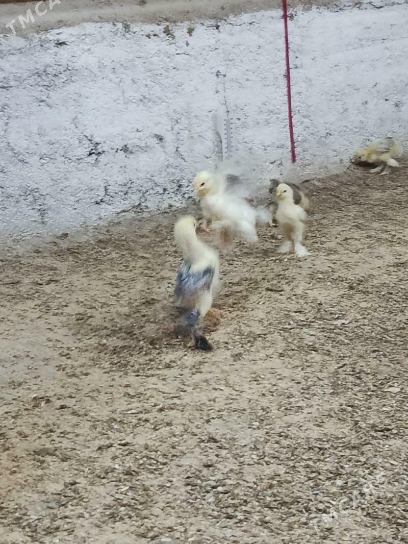 balgar jyuje - Анев - img 3