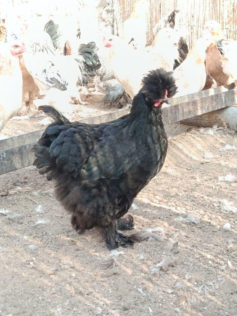 balgar jyuje - Анев - img 4