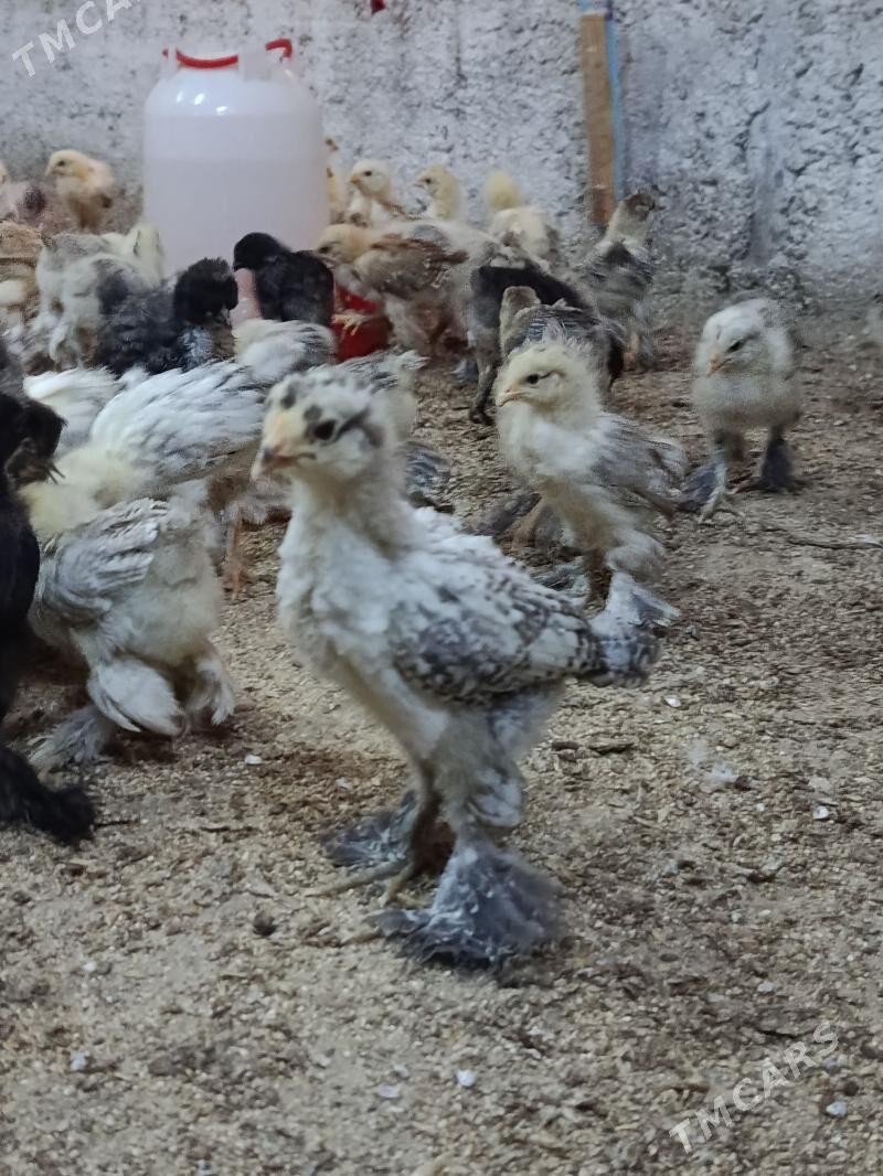 balgar jyuje - Анев - img 2