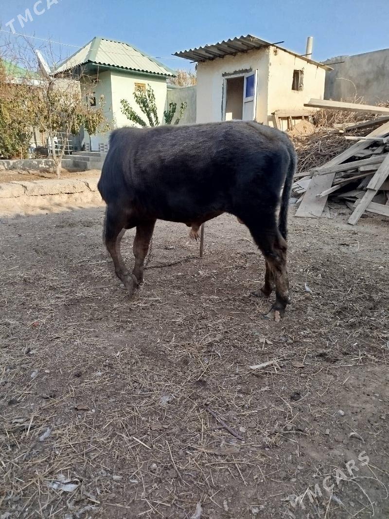 OKUZ - Herrikgala - img 2