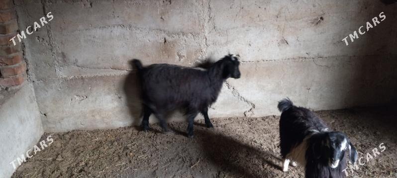 чебиш - Бахарден - img 2