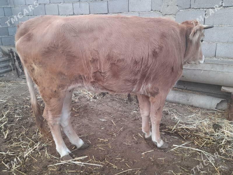 tuwe - Gyzylarbat - img 2